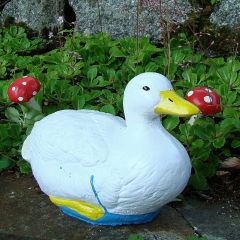 Duck Swimming
